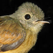 Ruddy-tailed Flycatcher