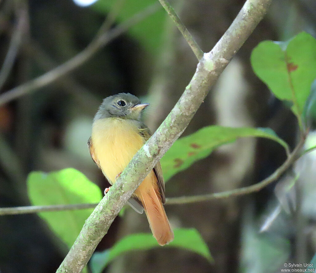 Ruddy-tailed Flycatcheradult