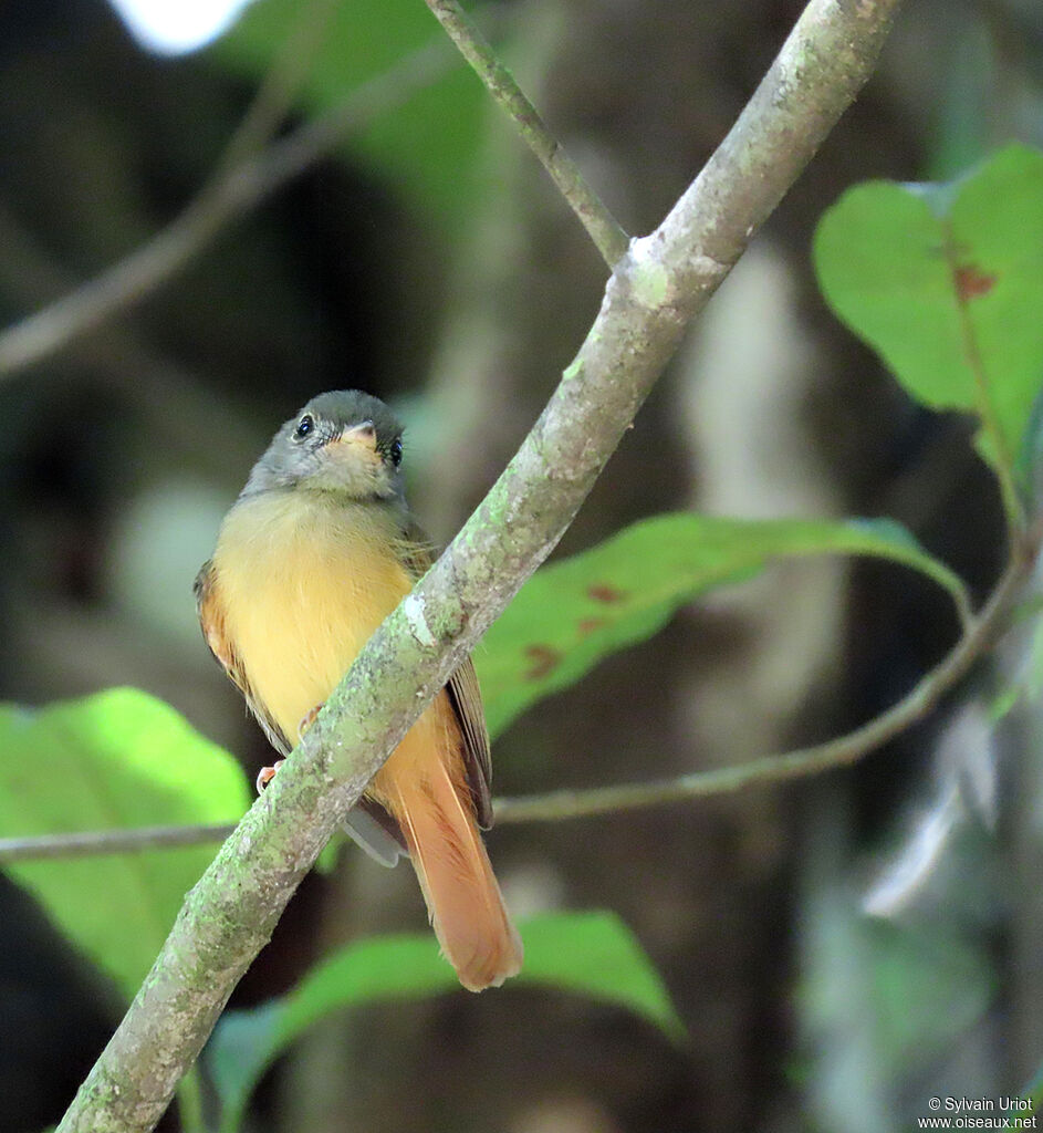 Ruddy-tailed Flycatcheradult