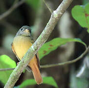 Ruddy-tailed Flycatcher