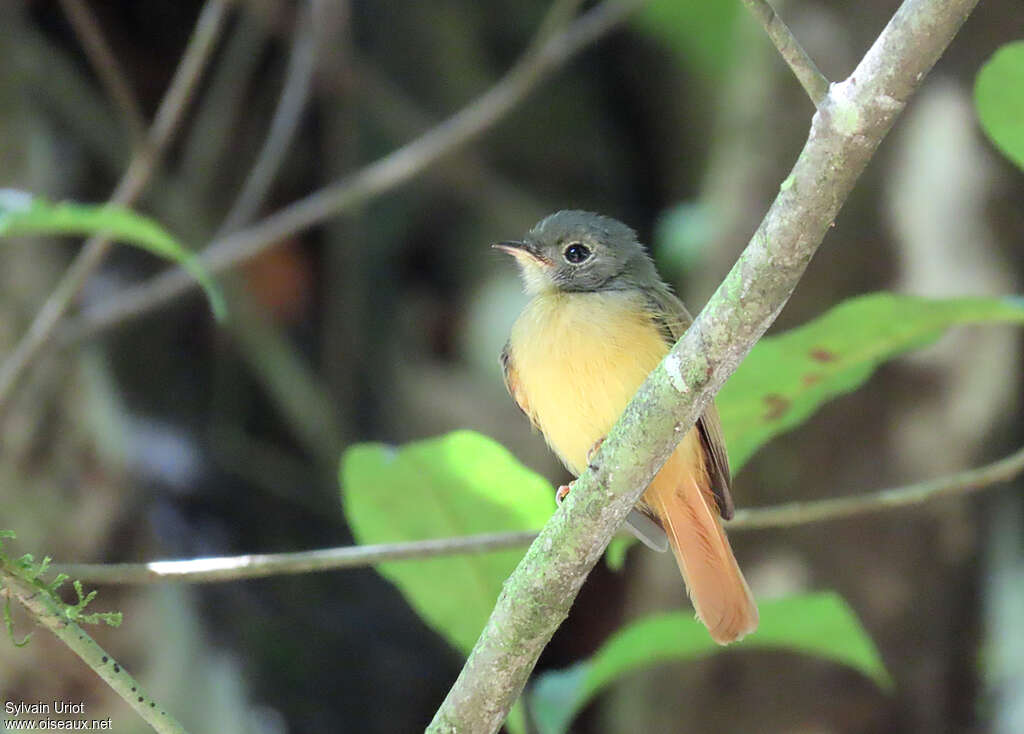 Ruddy-tailed Flycatcheradult, habitat, pigmentation