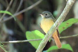 Ruddy-tailed Flycatcher