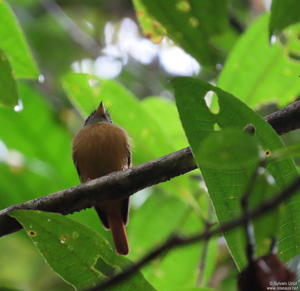 Ruddy-tailed Flycatcheradult