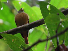 Ruddy-tailed Flycatcher