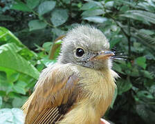 Ruddy-tailed Flycatcher
