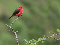 Vermilion Flycatcher