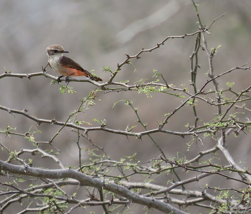 Vermilion Flycatcher female adult