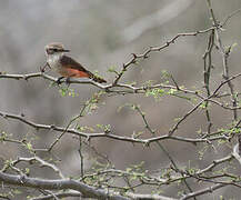 Vermilion Flycatcher