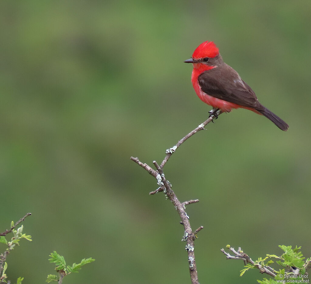 Vermilion Flycatcher male adult