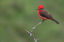 Vermilion Flycatcher