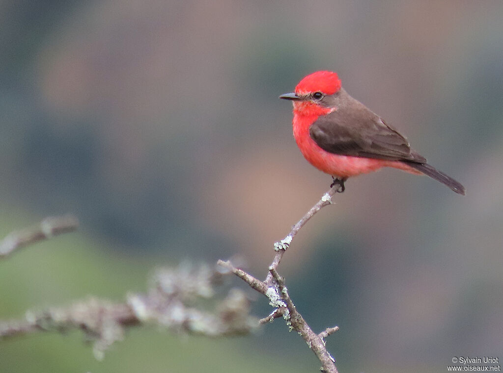 Vermilion Flycatcher male adult