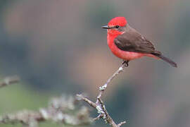 Vermilion Flycatcher