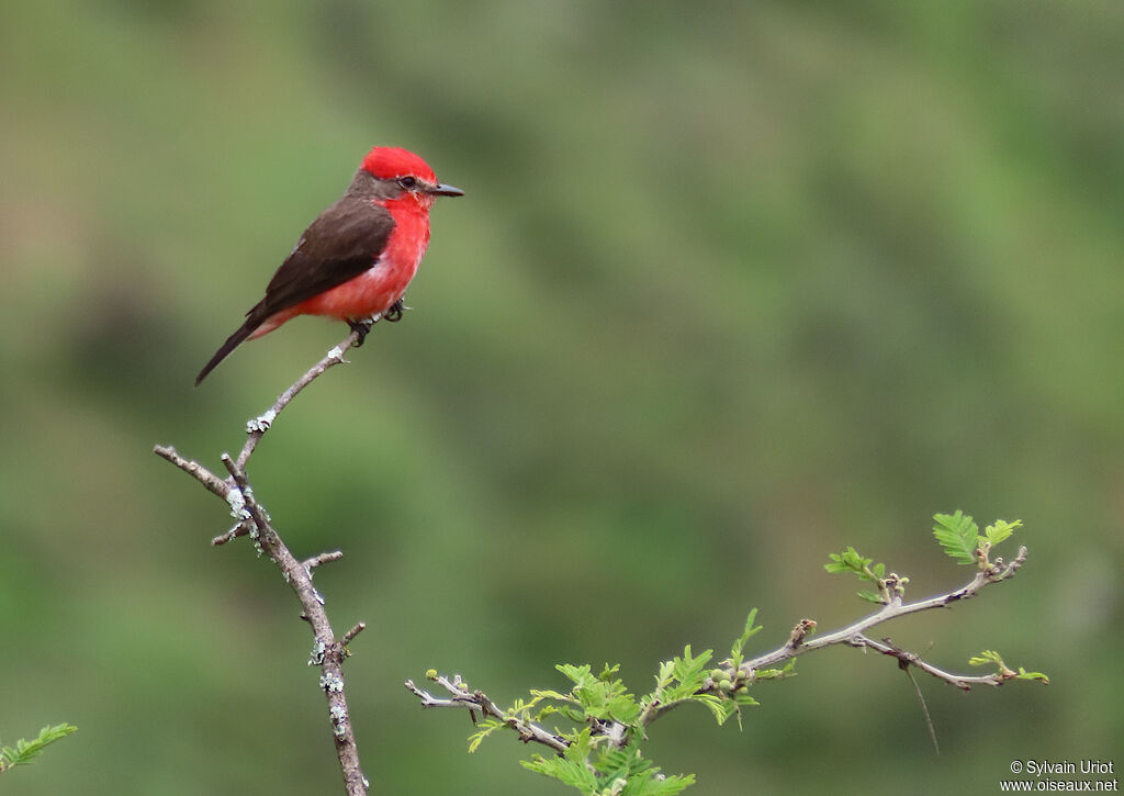 Vermilion Flycatcher male adult