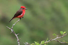 Vermilion Flycatcher