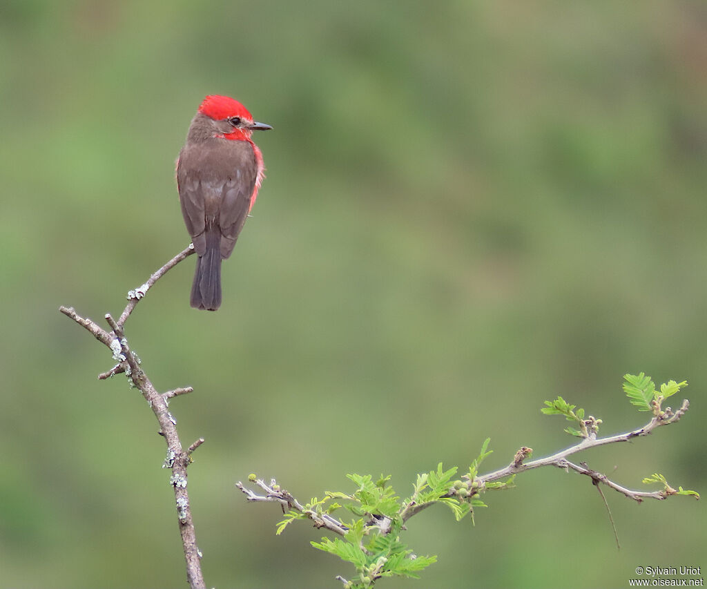 Vermilion Flycatcher male adult