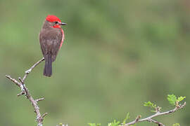 Vermilion Flycatcher