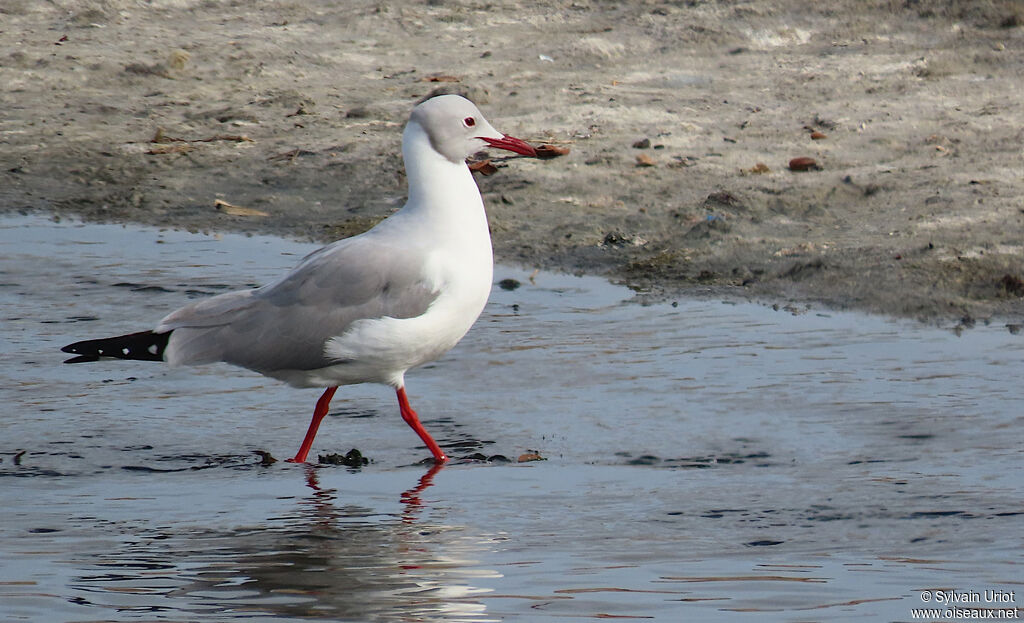 Grey-headed Gulladult breeding