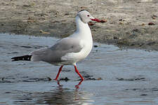 Mouette à tête grise