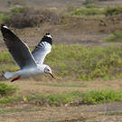 Mouette à tête grise