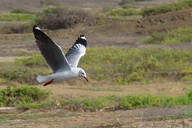 Grey-headed Gull