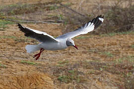 Grey-headed Gull