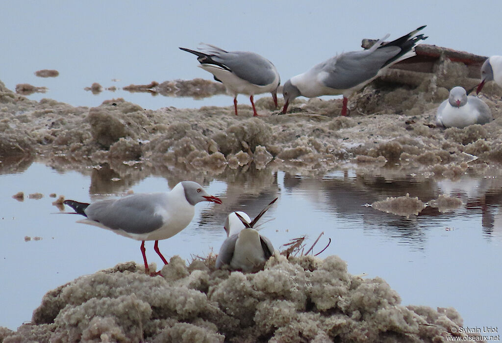 Grey-headed Gulladult breeding