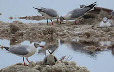 Mouette à tête grise