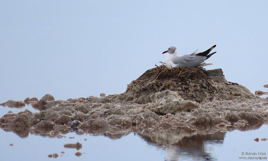 Mouette à tête griseadulte nuptial