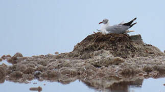 Mouette à tête grise