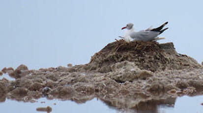 Mouette à tête grise