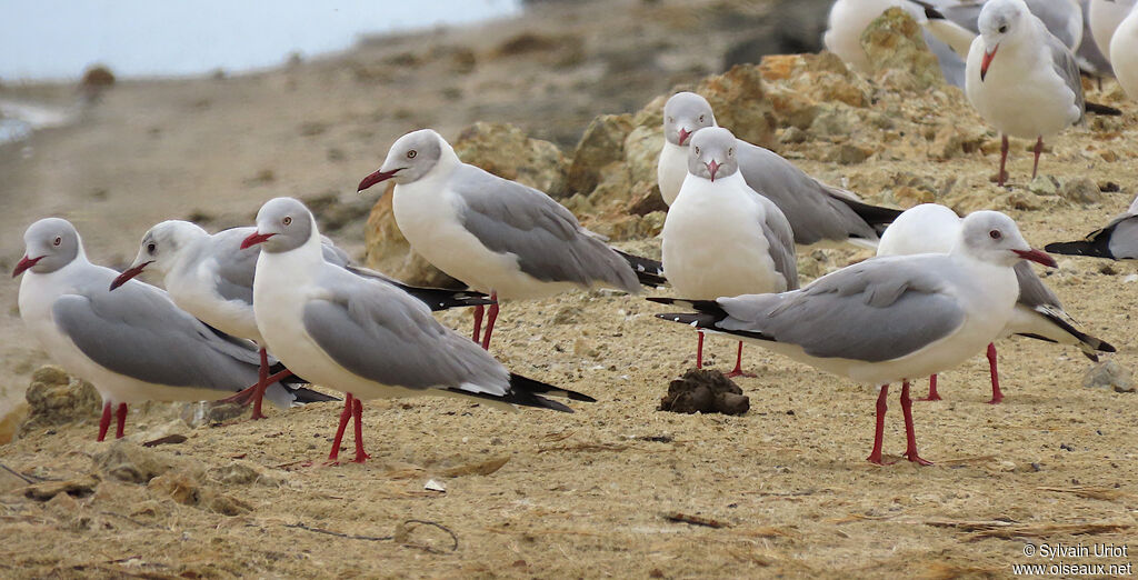 Mouette à tête grise