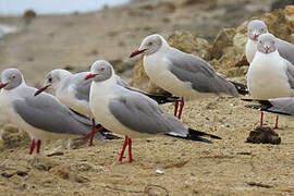 Grey-headed Gull