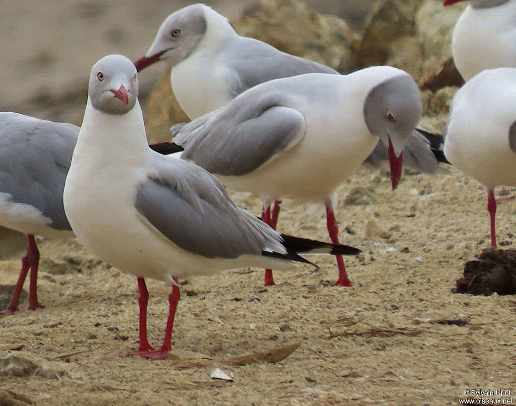 Mouette à tête griseadulte nuptial