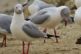 Mouette à tête grise