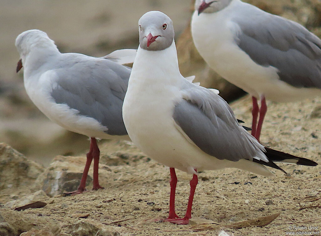 Mouette à tête griseadulte nuptial