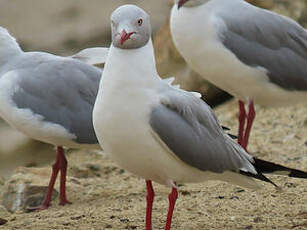 Mouette à tête grise