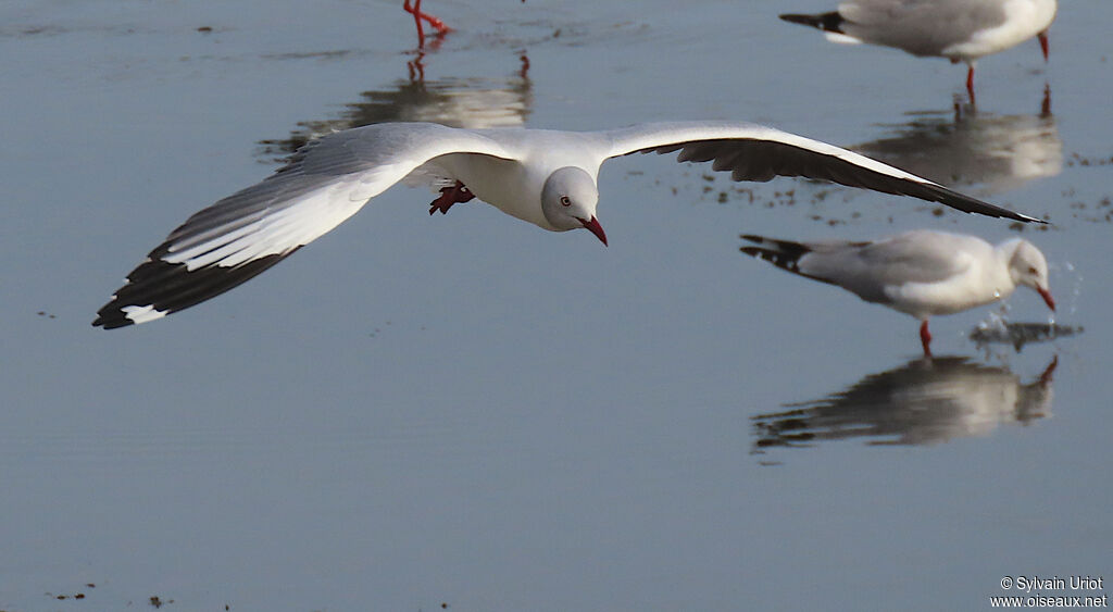 Mouette à tête griseadulte nuptial