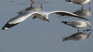 Grey-headed Gull