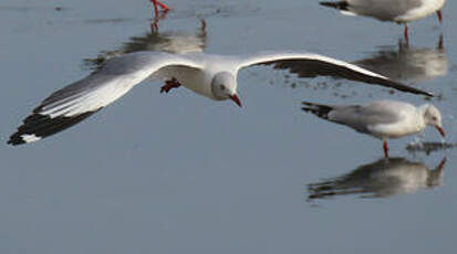 Mouette à tête grise