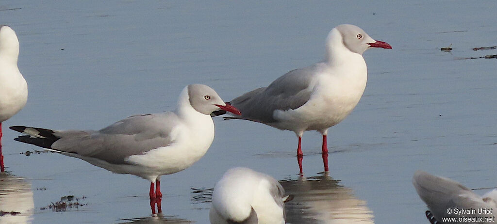 Mouette à tête griseadulte nuptial