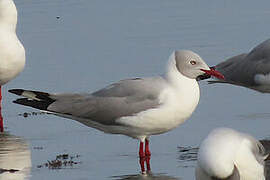 Mouette à tête grise