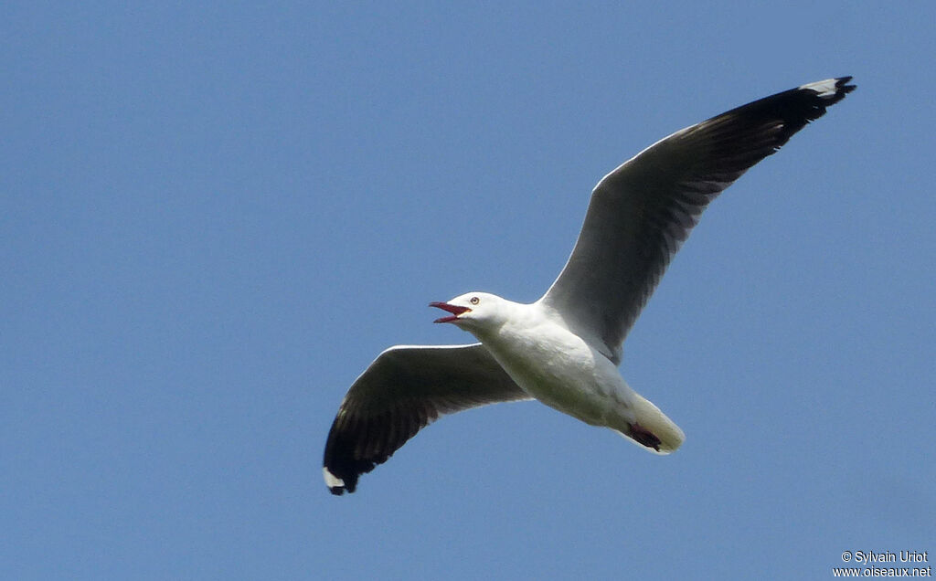 Grey-headed Gulladult post breeding