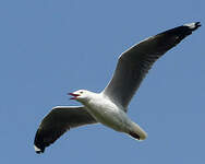 Mouette à tête grise