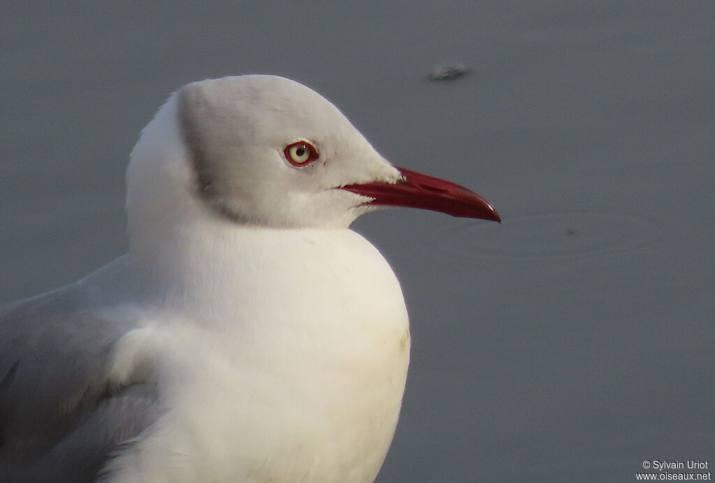 Grey-headed Gulladult breeding