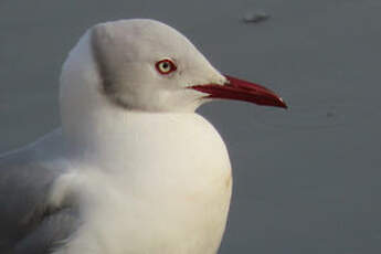 Mouette à tête grise