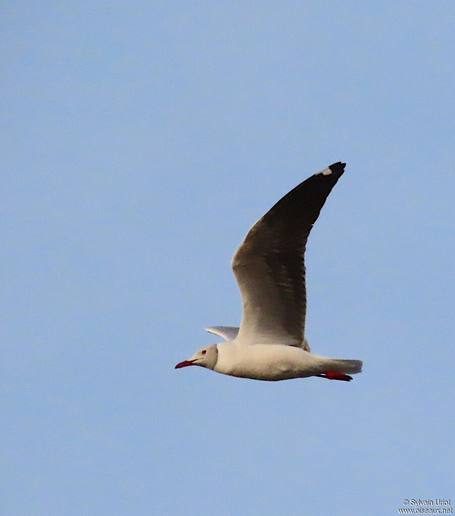 Grey-headed Gulladult