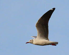 Mouette à tête grise