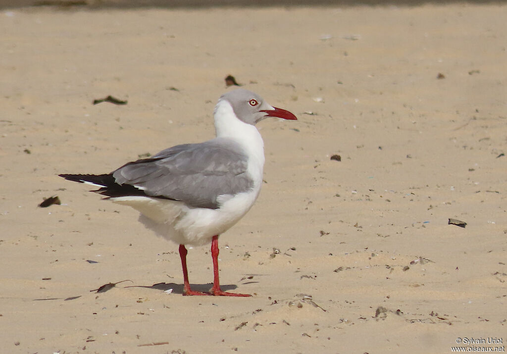 Mouette à tête griseadulte nuptial