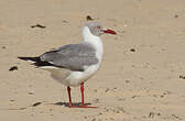 Mouette à tête grise