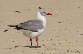 Grey-headed Gull